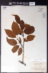 Image of Alnus trabeculosa