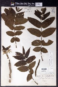 Juglans ailantifolia image