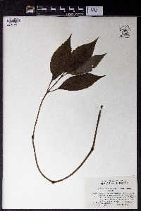 Chloranthus serratus image