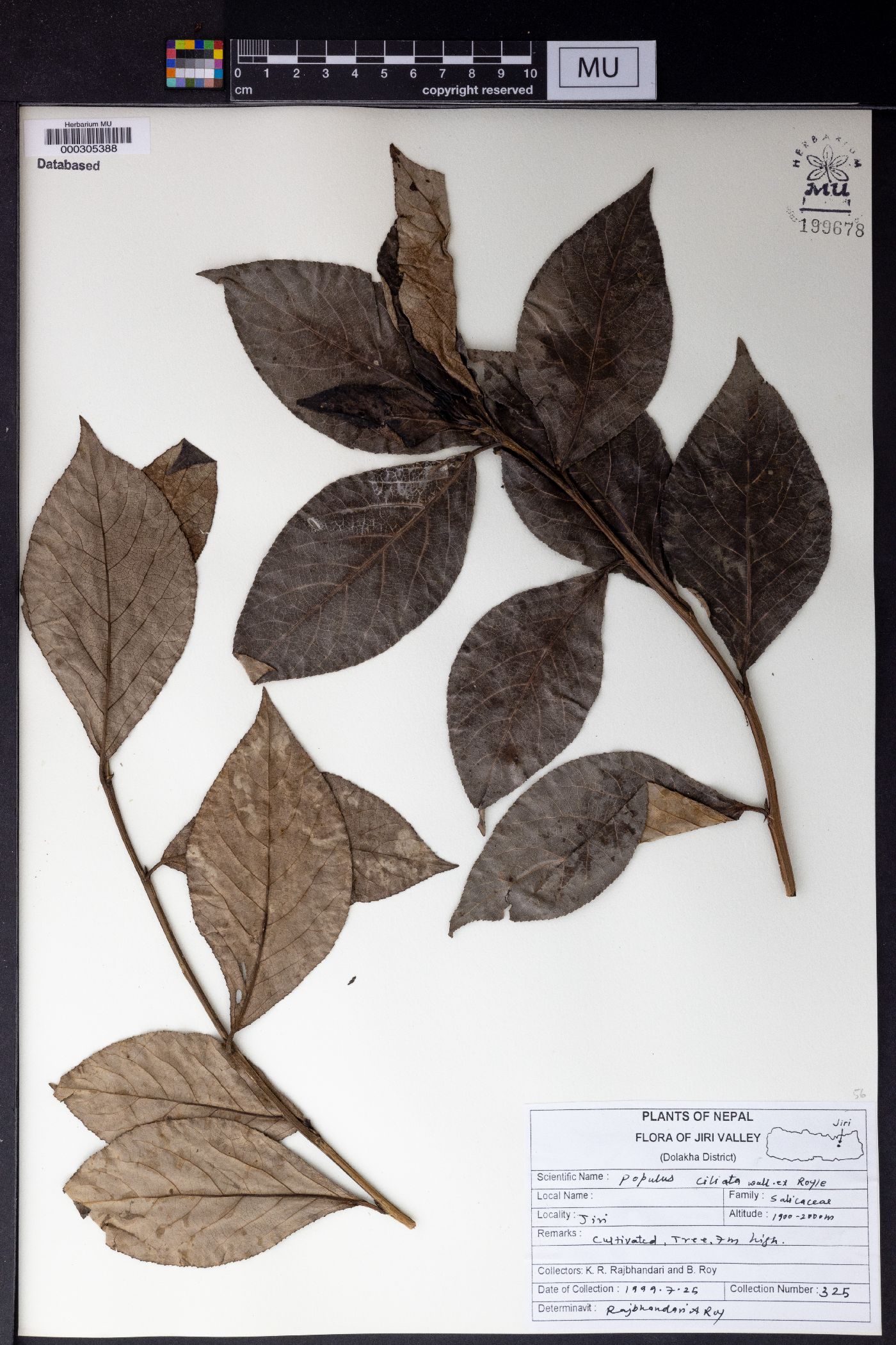 Populus ciliata image