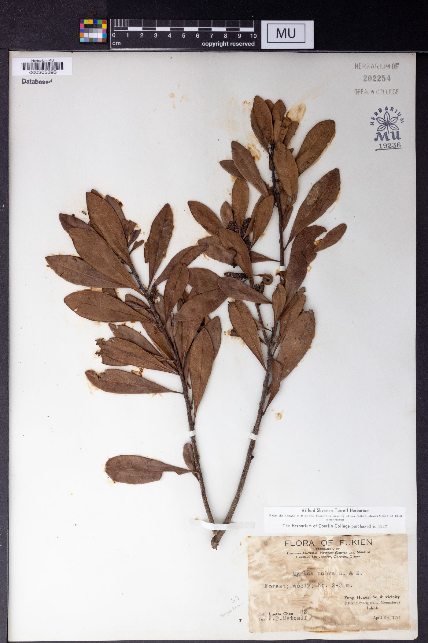 Myrica rubra image