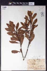 Myrica rubra image