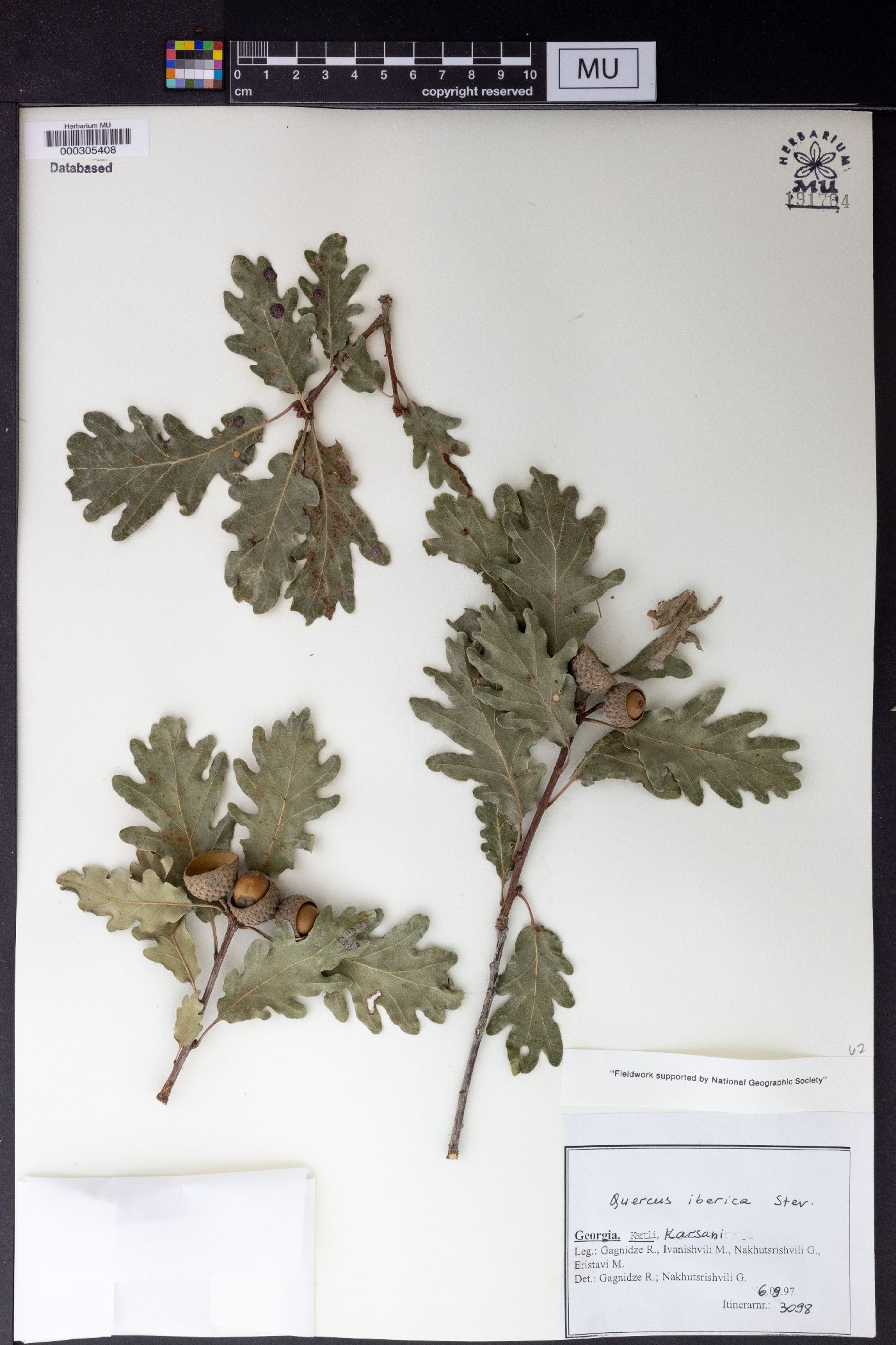 Quercus petraea image