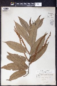 Castanea vulgaris image
