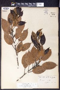 Quercus acuta image