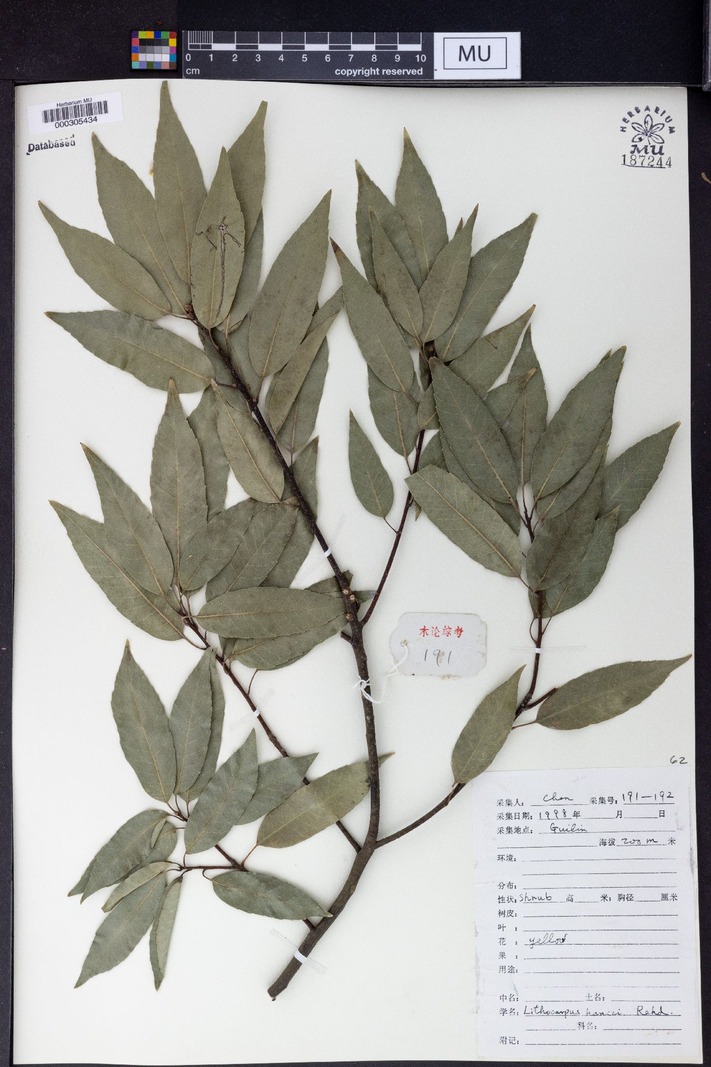 Lithocarpus hancei image