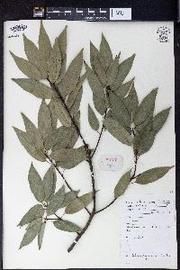 Lithocarpus hancei image