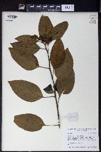 Image Associated With the Occurence