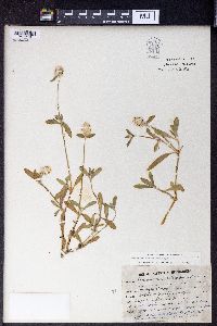 Gomphrena serrata image