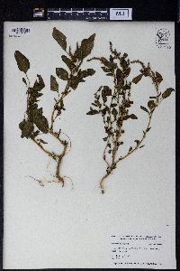 Amaranthus viridis image