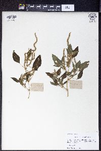 Amaranthus spinosus image