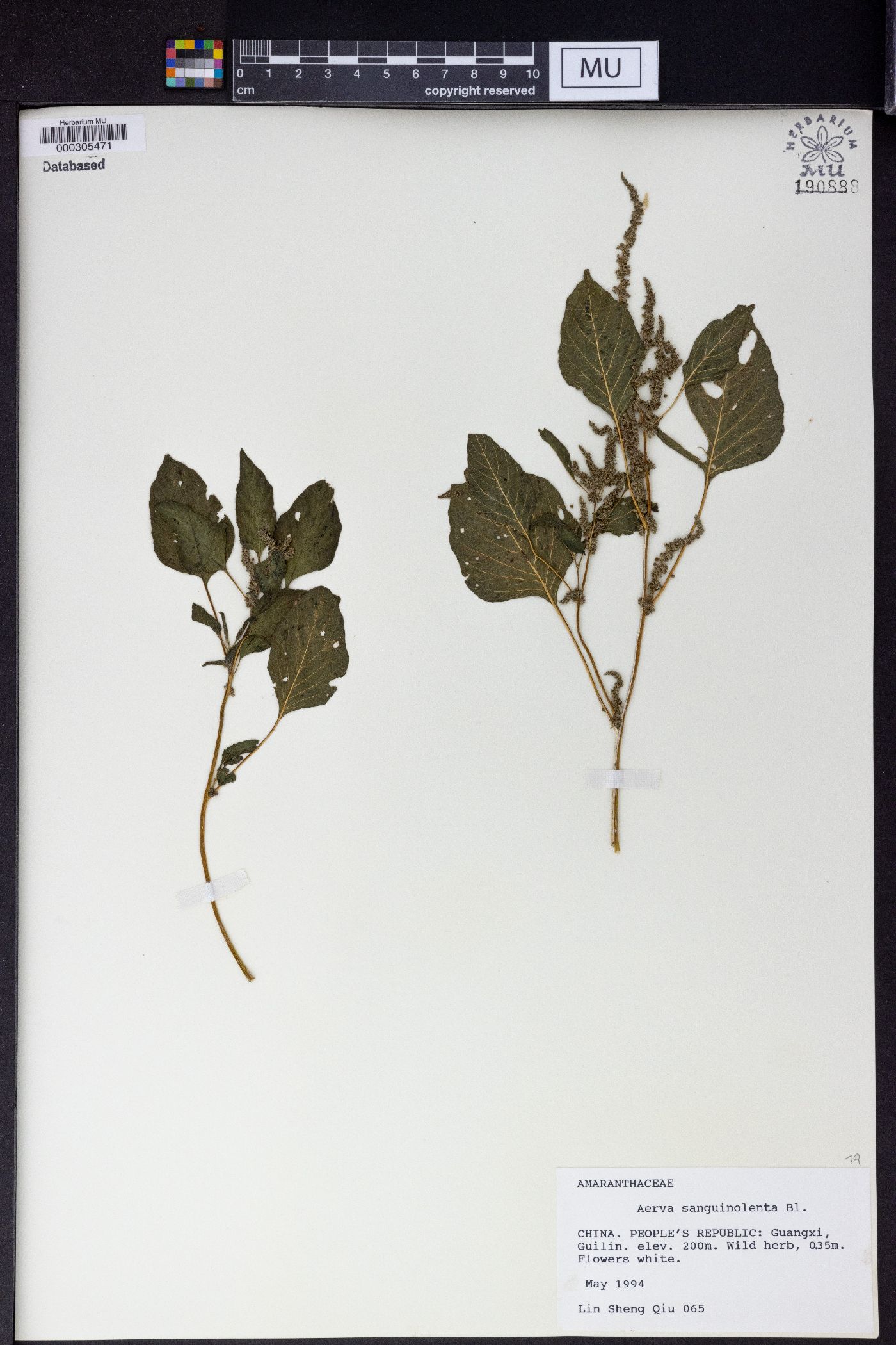 Aerva sanguinolenta image