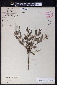 Image of Buckleya lanceolata