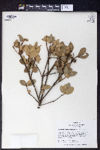 Quercus phillyraeoides image