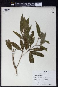 Quercus salicina image