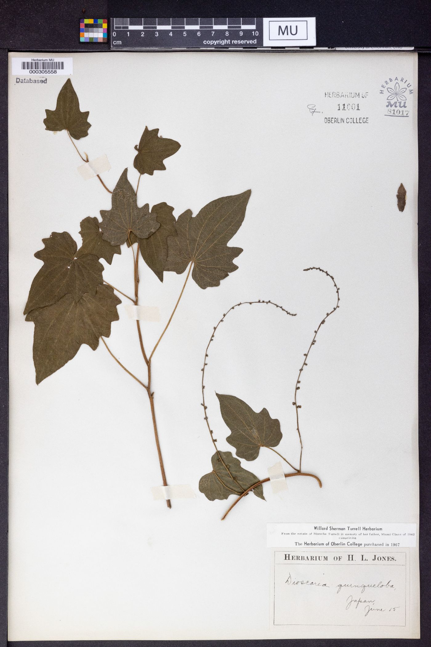 Dioscorea quinquelobata image