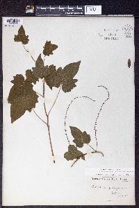 Dioscorea quinquelobata image