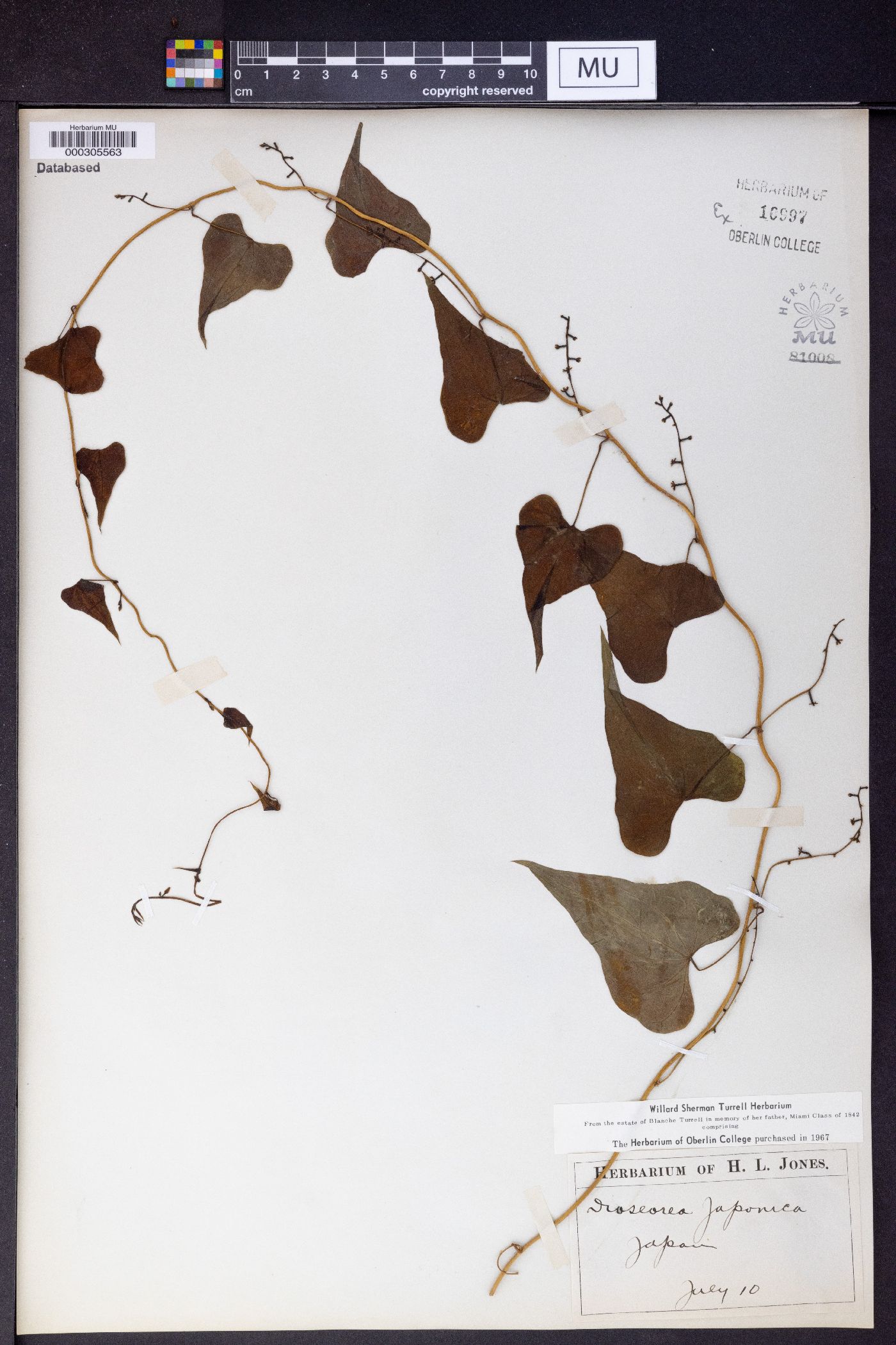 Dioscorea japonica image