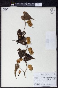 Dioscorea deltoidea image