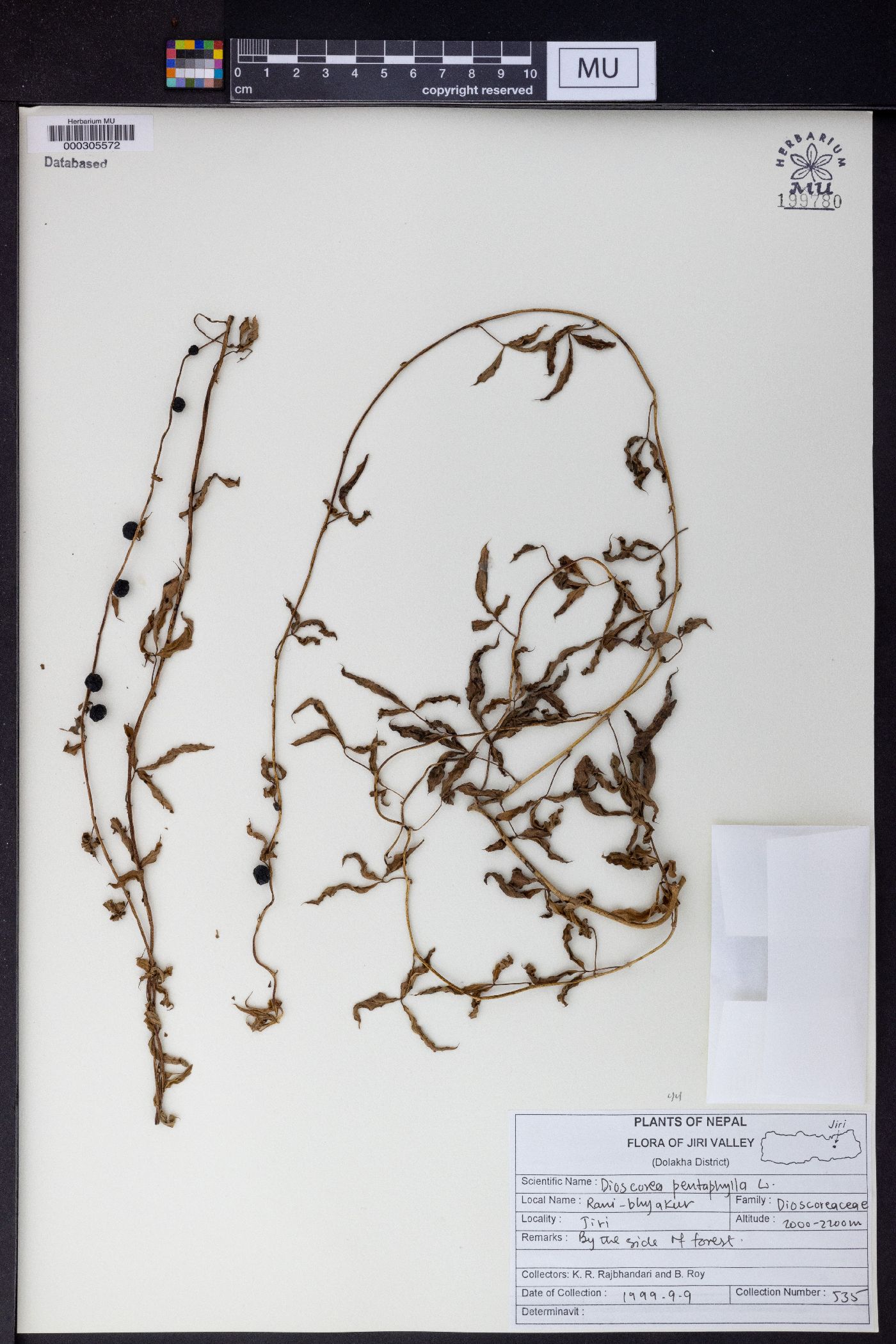 Dioscorea pentaphylla image