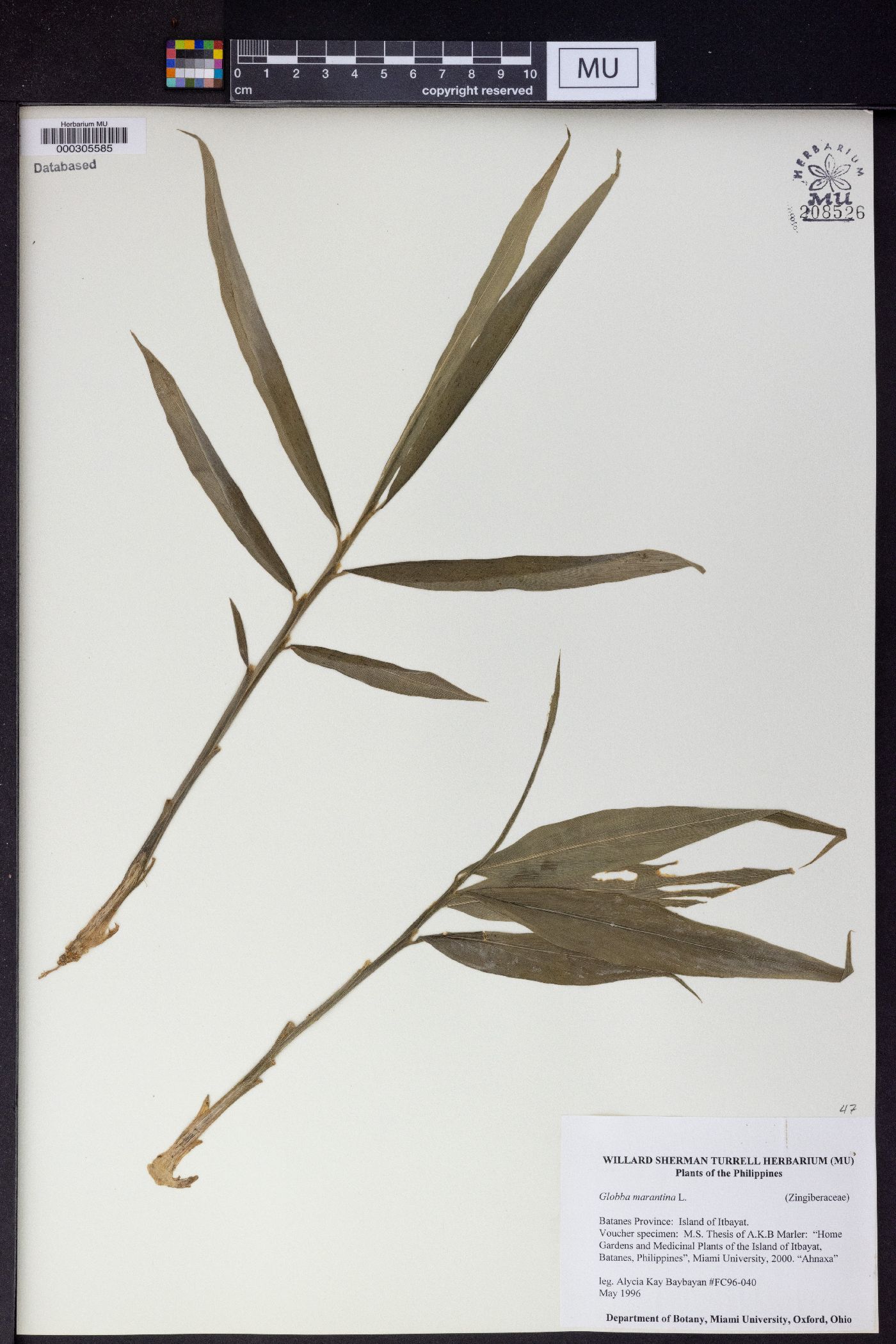 Globba marantina image