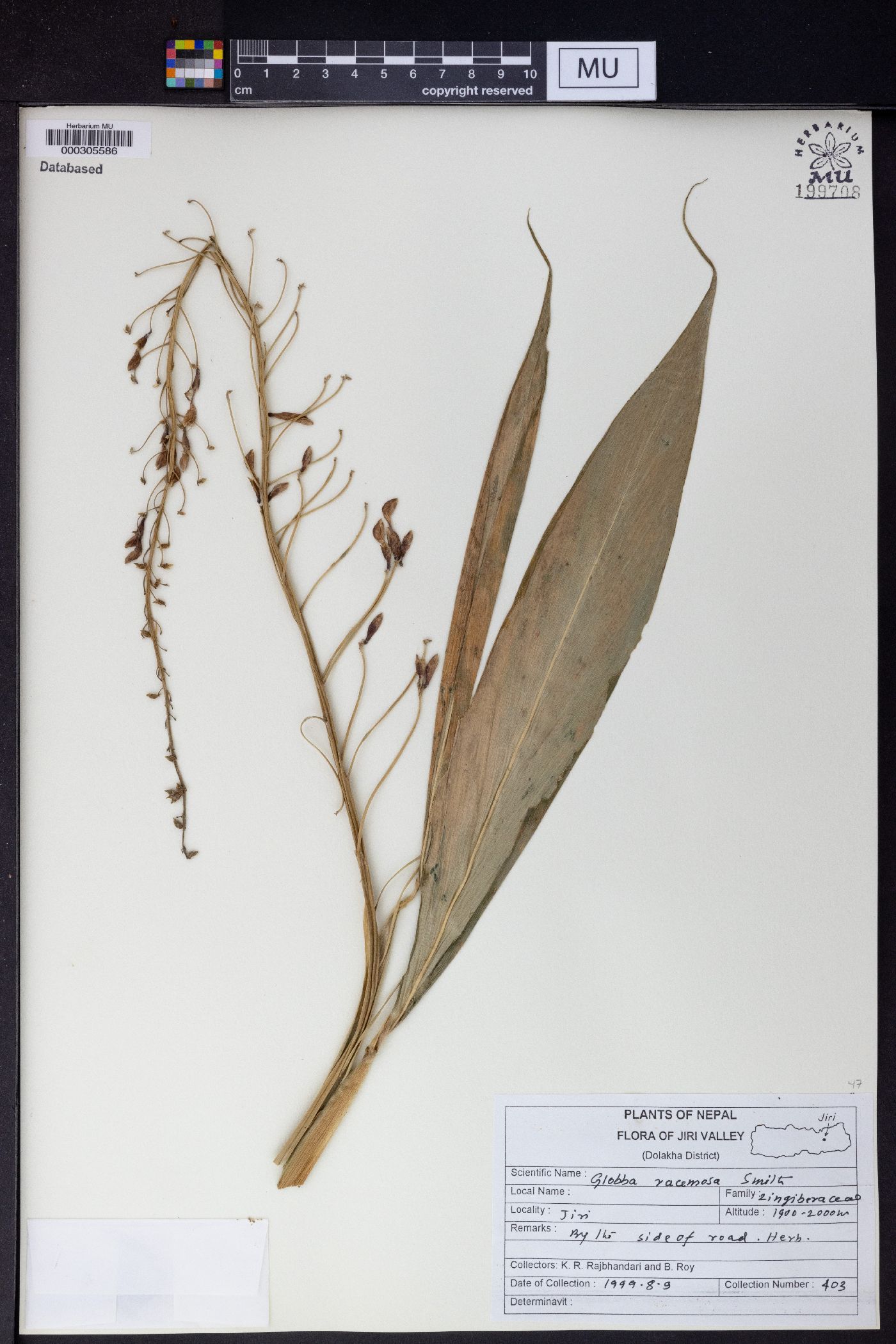 Globba racemosa image