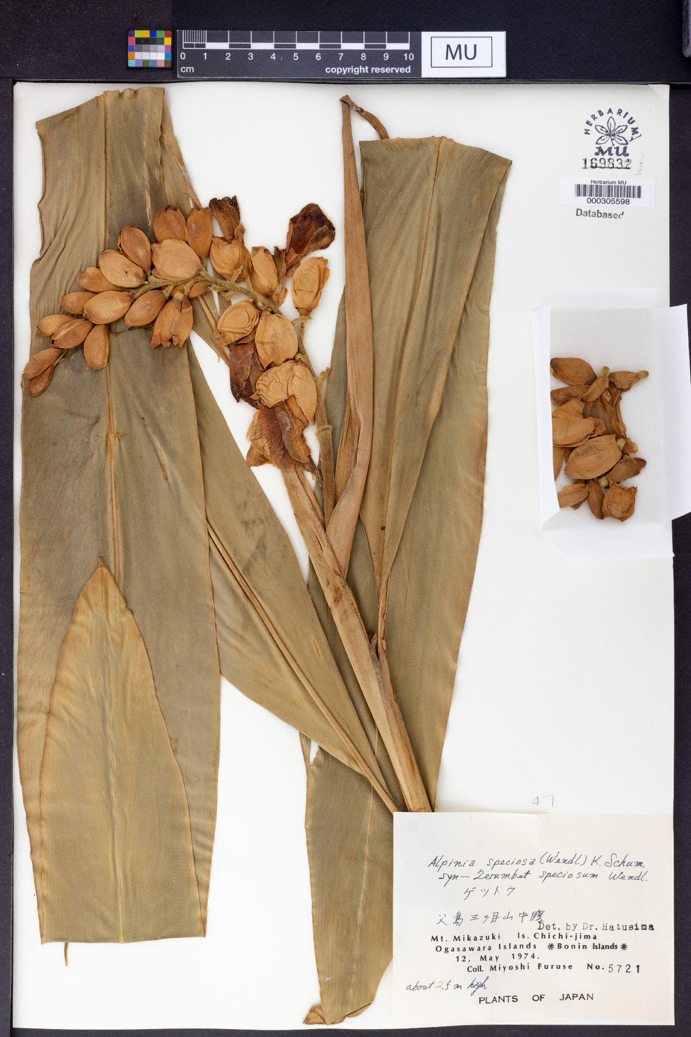 Alpinia speciosa image