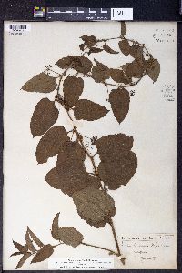 Smilax herbacea image