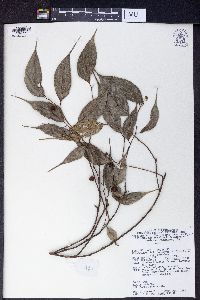 Ficus aurita image
