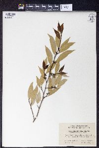 Ficus sarmentosa image