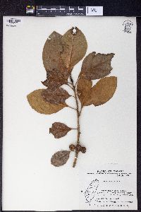 Ficus septica image