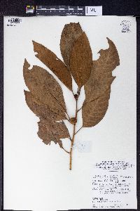 Ficus septica image