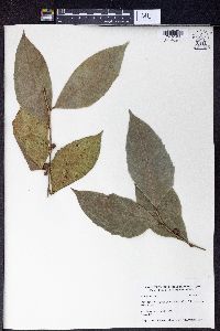 Ficus tinctoria subsp. gibbosa image