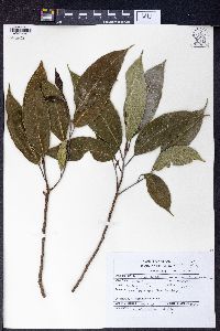 Ficus neriifolia image