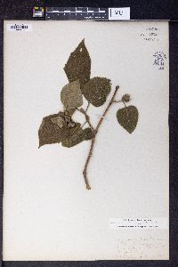 Broussonetia papyrifera image