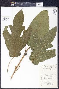 Image of Ficus hirta