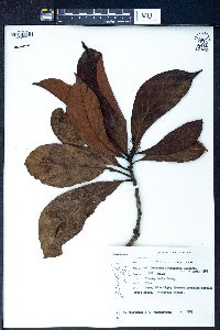 Dehaasia incrassata image