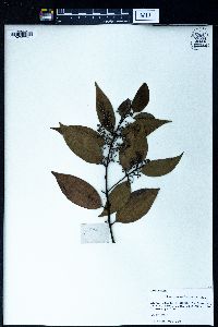 Cinnamomum burmannii image
