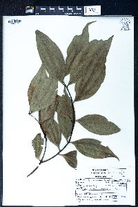 Cinnamomum tamala image