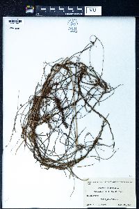 Cassytha filiformis image