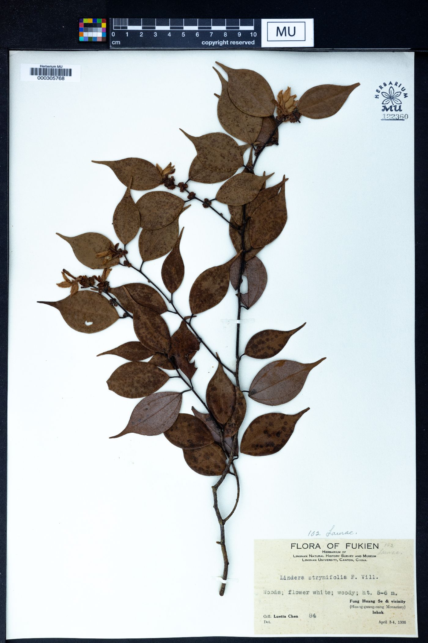 Lindera strychnifolia image
