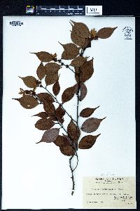 Image of Lindera strychnifolia