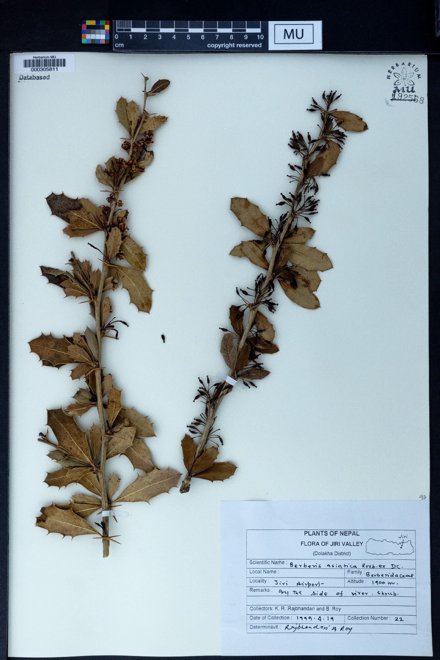 Berberis asiatica image