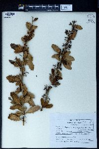 Berberis asiatica image