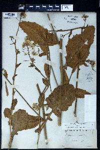 Brassica juncea image