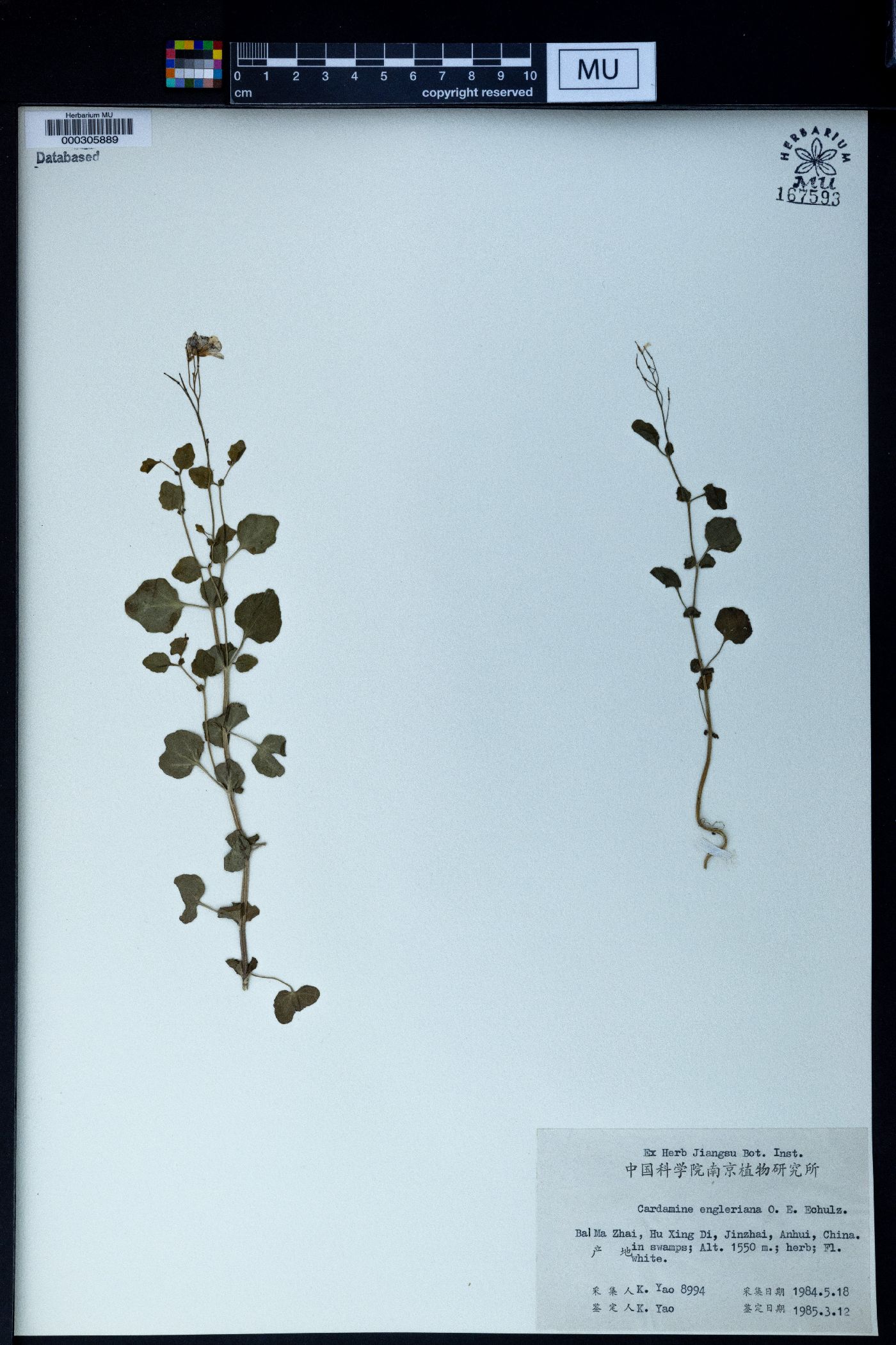 Cardamine engleriana image