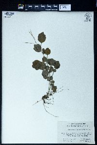 Cardamine engleriana image