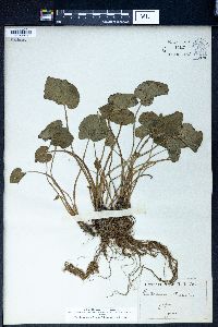 Image of Eutrema wasabi