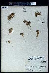 Ceratocarpus arenarius image