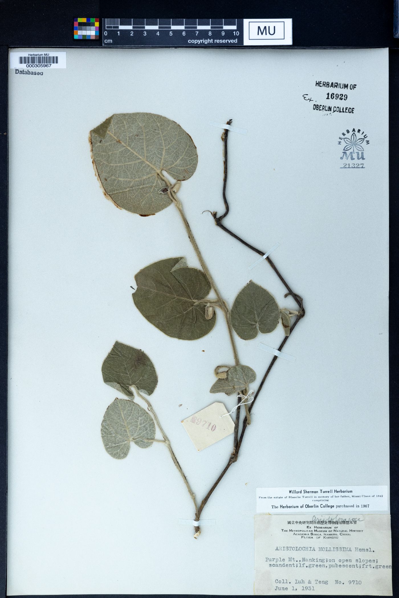 Aristolochia mollissima image